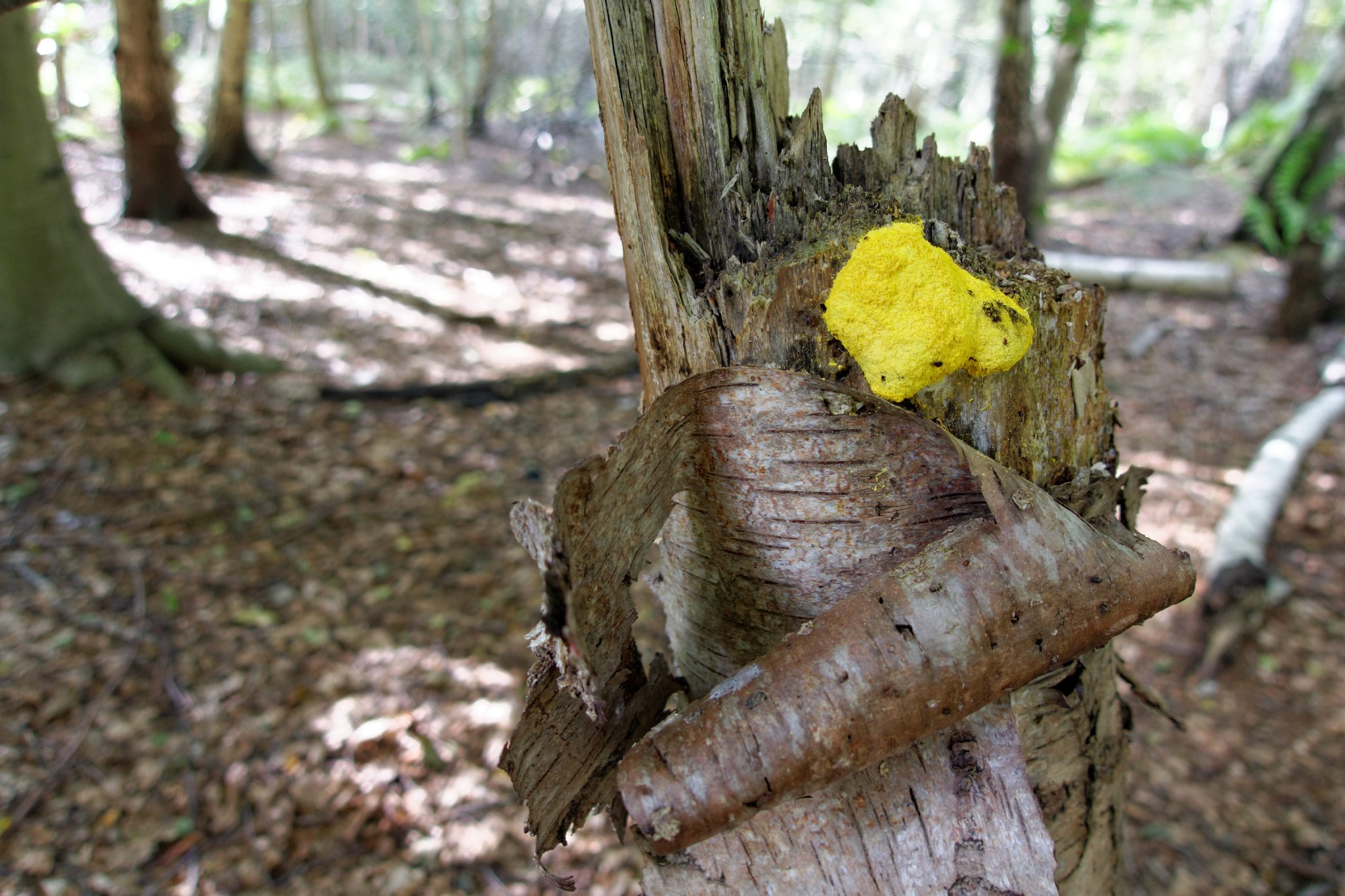 Dog's Vomit Fuligo septica